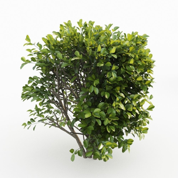 Cherry Laurel