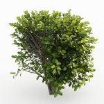 Cherry Laurel