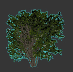 Cherry Laurel