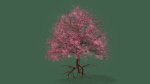 Cherry Tree