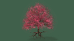 Cherry Tree