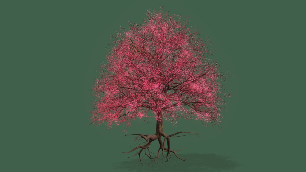 Cherry Tree