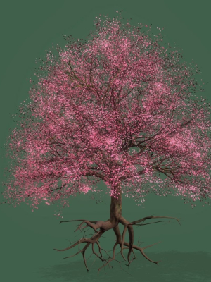 Cherry Tree