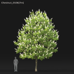 Chestnut-tree 01 H5-6m