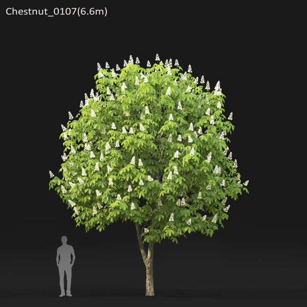 Chestnut-tree 01 H5-6m