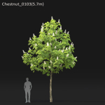 Chestnut-tree 01 H5-6m