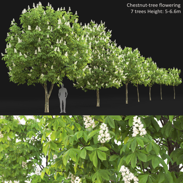 Chestnut-tree 01 H5-6m