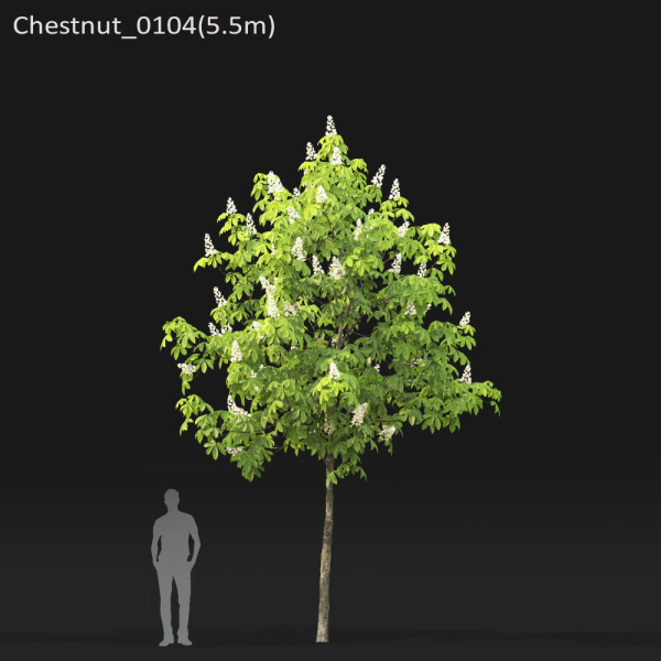 Chestnut-tree 01 H5-6m