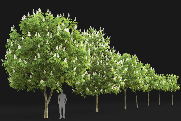 Chestnut-tree 01 H5-6m