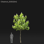 Chestnut-tree 01 H5-6m