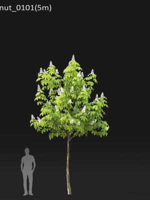 chestnut-tree-01-h5-6m-3d-model-a3e2ef6fd5