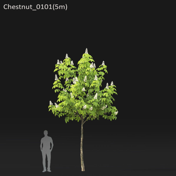 Chestnut-tree 01 H5-6m