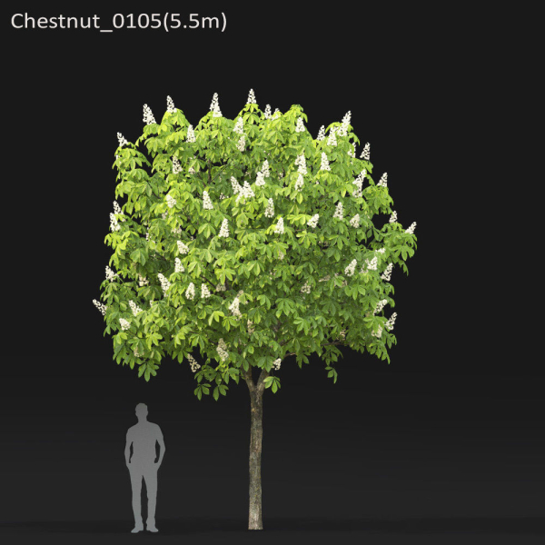 Chestnut-tree 01 H5-6m