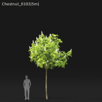 Chestnut-tree 01 H5-6m