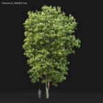 Chestnut-tree 04 H15-17m