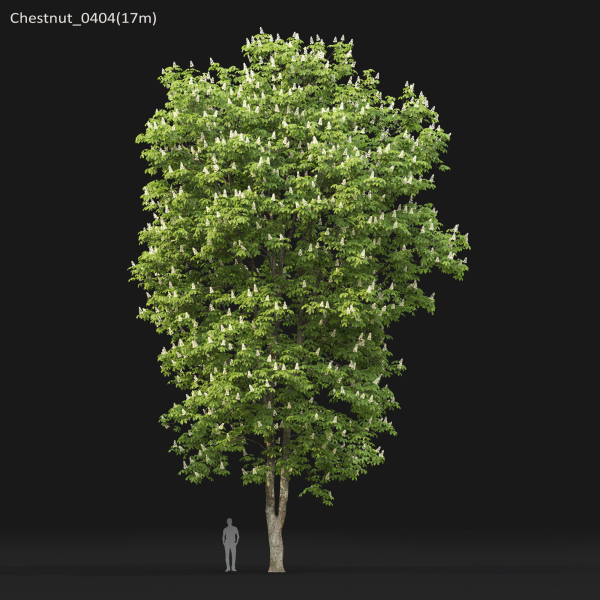 Chestnut-tree 04 H15-17m