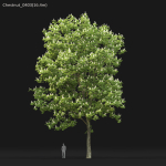 Chestnut-tree 04 H15-17m
