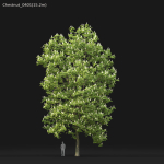 Chestnut-tree 04 H15-17m