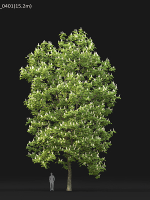 chestnut-tree-04-h15-17m-3d-model-608c7db67c