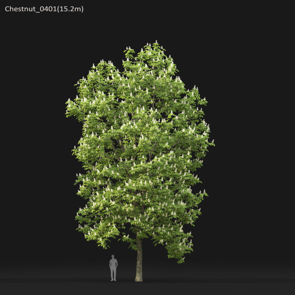 Chestnut-tree 04 H15-17m