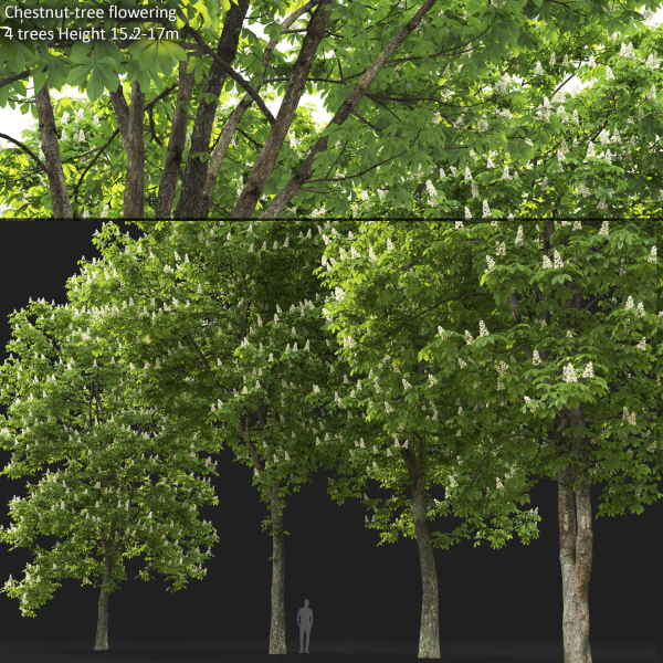 Chestnut-tree 04 H15-17m