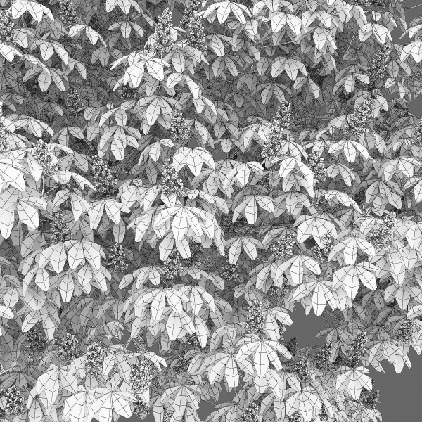 Chestnut-tree 04 H15-17m