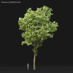 Chestnut-tree 04 H15-17m