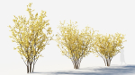Chimonanthus praecox a