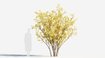 Chimonanthus praecox a