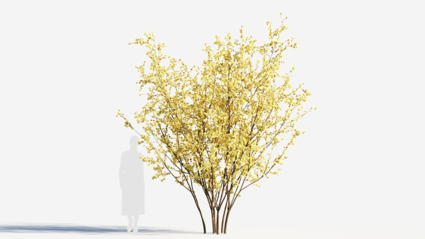 Chimonanthus praecox a