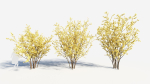 Chimonanthus praecox a