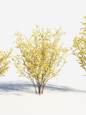 Chimonanthus praecox a