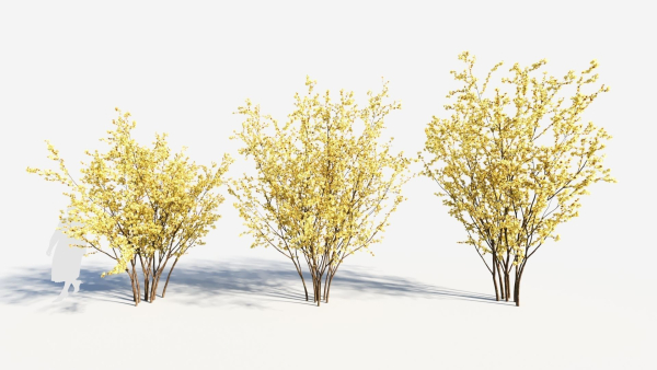 Chimonanthus praecox a