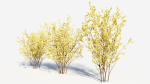 Chimonanthus praecox a