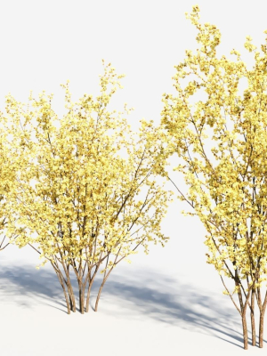 chimonanthus-praecox-a-3d-model-82cada7753