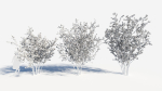Chimonanthus praecox a