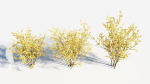 Chimonanthus praecox a