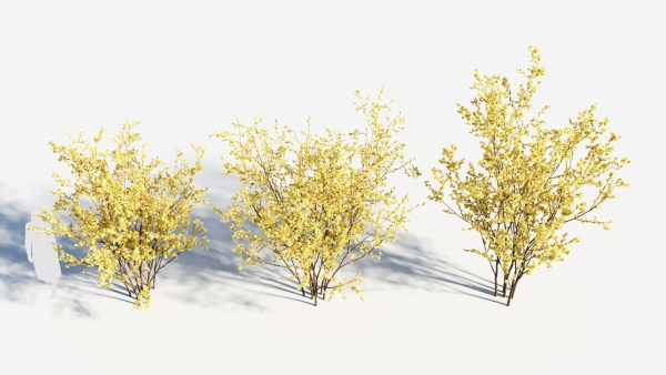 Chimonanthus praecox a