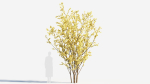 Chimonanthus praecox a