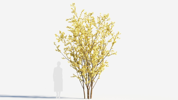 Chimonanthus praecox a