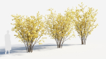 Chimonanthus praecox a