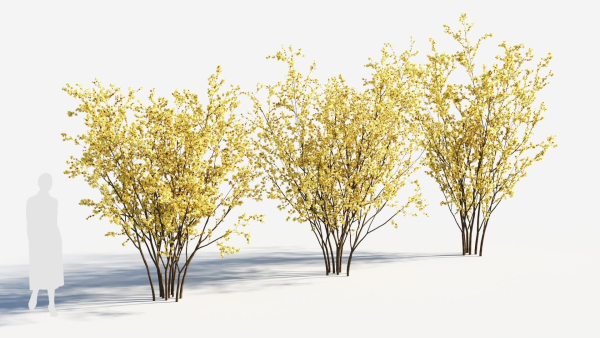 Chimonanthus praecox a