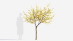Chimonanthus praecox b