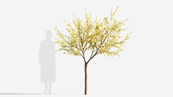 Chimonanthus praecox b