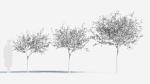 Chimonanthus praecox b