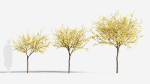 Chimonanthus praecox b