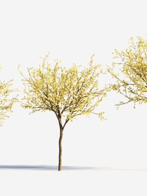 Chimonanthus praecox b