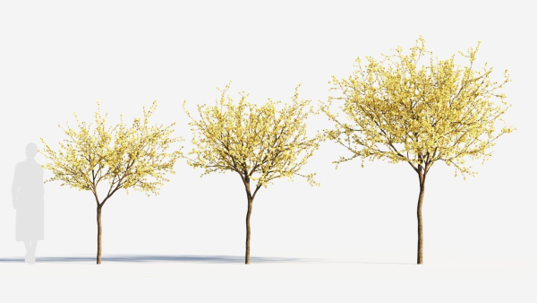 Chimonanthus praecox b