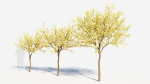 Chimonanthus praecox b