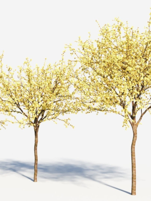 chimonanthus-praecox-b-3d-model-35cd91c8b3